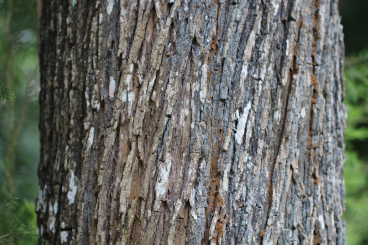 Melaleuca linearifolia (Link) Craven